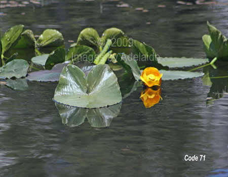 Lily Pads at Clear Lake